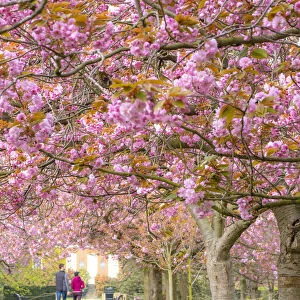 Cherry blossom, Greenwich Park, London, England, UK