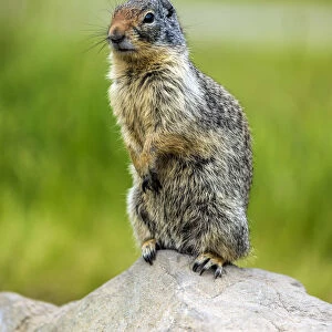 Sciuridae Collection: Columbian Ground Squirrel