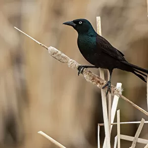 New World Blackbirds Collection: Common Grackle