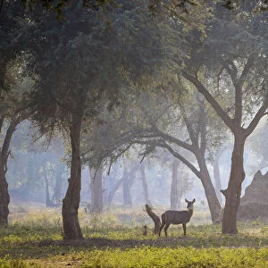 Common waterbucks in grove of Acacia trees on floodplain beside the Lower Zambezi River, Lower Zambezi National Park, Zambia