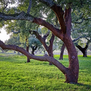 Cork oaks in Palmela. Portugal is the worlds biggest producer of cork. The tree is marked with the last number of the year in which the cork was harvested. In these trees the number 0 indicates that the cork was harvested in 2020