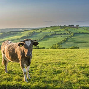 Cow grazing in beautiful rolling countryside, Devon, England. Summer (June)