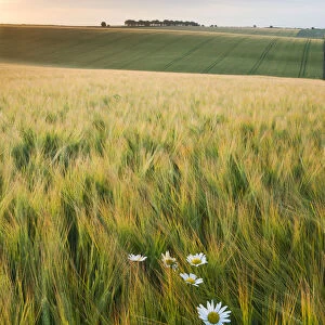 Daisies and barley field in summer, Cheesefoot Head, South Downs National Park, Hampshire