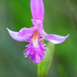 Dragon's Mouth Orchid (Arethusa bulbosa) Bruce Peninsula National Park, Ontario, Canada