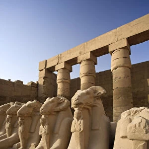 Egypt, Luxor, Karnak, Temple of Amun, Ram headed Sphinxes