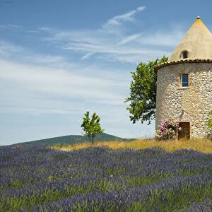 Europe, France, Provence, lavender field