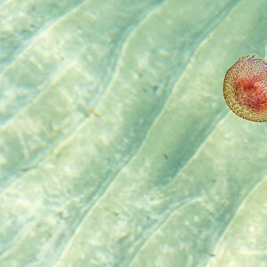 Europe, Italy. Liguria. Jellyfish in the mediterranean sea