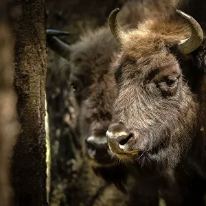 European Bison, Dambovita Valley, Arges County, Muntenia, Romania