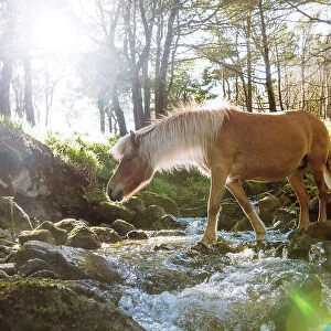 A Faroese horse crossing a river in a wood in the village of Trongisvagur. Island of Suðuroy. Faroe Islands