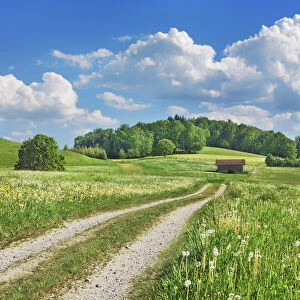 Field path durch dandelion meadow - Germany, Bavaria, Upper Bavaria