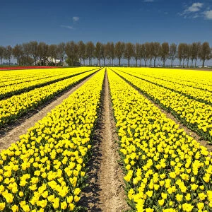 Field of Yellow Tulips, Abbenes, Holland, Netherlands