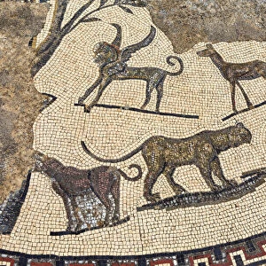 Floor mosaic, Roman ruins, Volubilis, Morocco