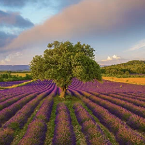 France, Haute Provence, Provence, Sault Plateau, Rows of lavender and single tree