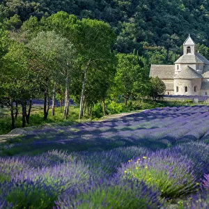 France, Provence-Alpes-Cote d'Azur, Gordes, Senanque abbey (abbaie de Senanque) & field of lavender
