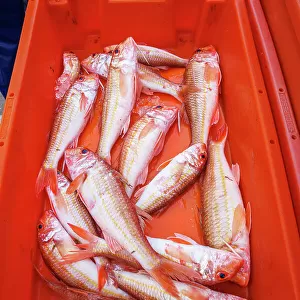 Fresh fish at Sagres harbour, Algarve, Portugal
