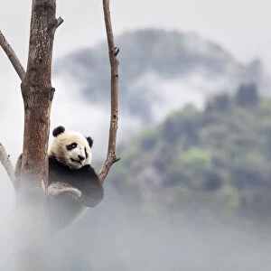 giant panda cub (Ailuropoda melanoleuca) climbing a tree in a panda base, Chengdu region