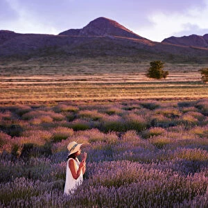 A girl smelling flowers at dusk in a lavender field in Sierra de la Ventana, Argentina