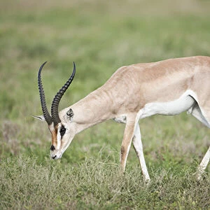 Grants Gazelle (Nanger granti), Serengeti National Park, Tanzania