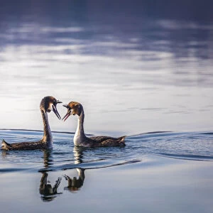 Great crested grebe pair at courtship (Podiceps cristatus