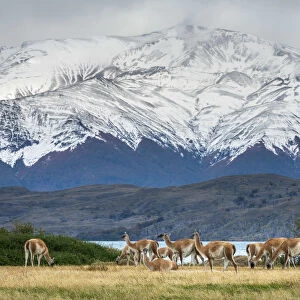Guanaco herd in front of snowcapped mountains, Laguna Azul