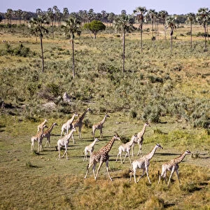 A herd of Giraffe travels through palm trees, Okavango Delta, Botswana