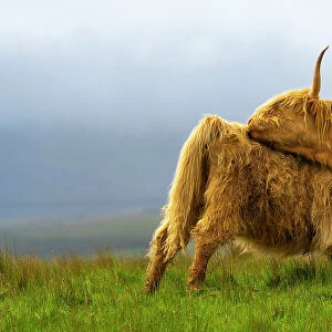 Highland cattle licking self on grassland, Digg, Isle of Skye, Scottish Highlands, Scotland, UK