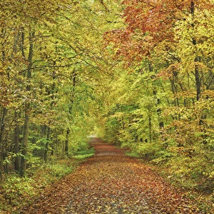 Hiking trail through beech forest in autumn - Germany, Bavaria, Lower Franconia, Wurzburg, Zellingen - Urspringen - Spessart