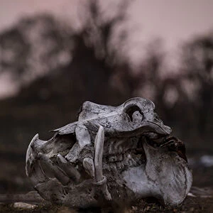 Hippo skull, Moremi Game Reserve, Okavango Delta, Botswana