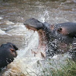 Two hippos fight in the Mara RiverThese vast animals