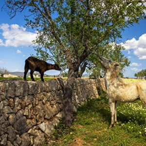 Horse & Goat Eating Tree, Mallorca, Balearics, Spain