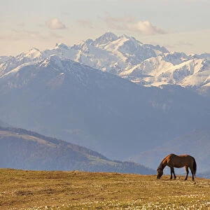 Horse grazing on pastures of Val Tosella Alm with Cima d‚AoAsta on the background, Monte Grappa, Prealps of Belluno, Seren del Grappa, Belluno province, Veneto, Italy