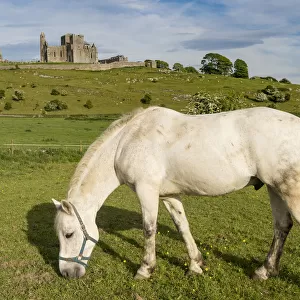 Horse grazing with Rock of Cashel on the background. Cashel, Co. Tipperary, Munster