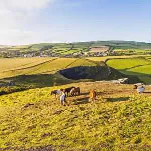 Horses in Boscastle, North Cornwall, Cornwall, England, UK