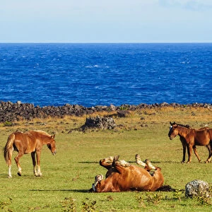 Horses on the coast of Easter Island, Chile