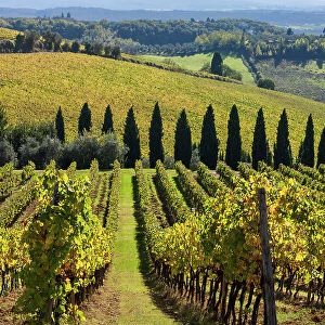 Italy, Tuscany, Chianti landscape, vineyard, Gaggiano village