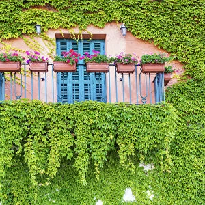 Ivy-covered Balcony, Castiglione della Pescaia, Tucany, Italy