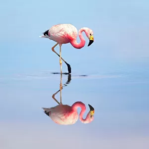 Flamingos Collection: Andean Flamingo
