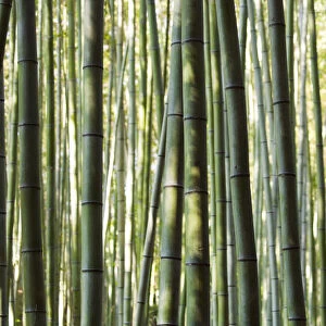 Japan, Chubu Region, Kyoto, Arashiyama. Close up of a bamboo forest