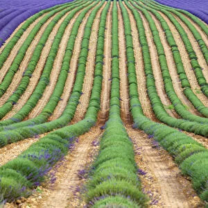 A lavender field in full bloom after the first rows of lavender have been cut as the