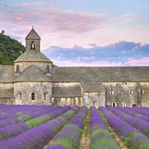Lavender fields in full bloom in early July in front of Abbaye de SA nanque Abbey at