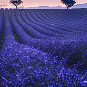 Lavenders fields at twilight near Valensole, Provence, France