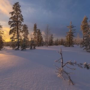 The lights of the arctic sunset illuminate the snowy woods Vennivaara Rovaniemi Lapland
