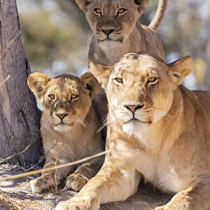 Lion family, Okavango Delta, Botswana