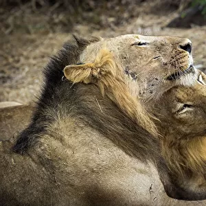 Lions, Lower Zambezi National Park, Zambia