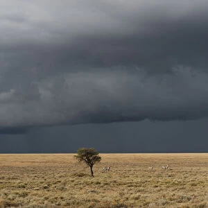 Lone tree on horizon with stormy sky in background