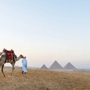 Man and his camels at the Pyramids of Giza, Giza, Cairo, Egypt