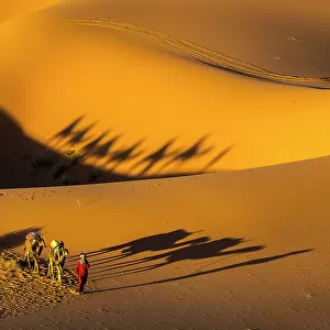 Man leading camels across the Erg Chebbi dunes in the Sahara Desert, Merzouga, Morocco