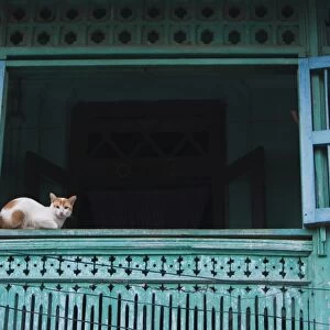Myanmar, Burma, Moulmein, Mawlamyine. A watchful cat in an old colonial house, Moulmein