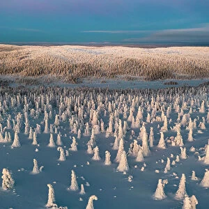 Overhead frozen snowy forest at sunrise, Riisitunturi National Park, Posio, Lapland, Finland