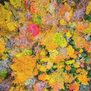 Overhead view of forest in the fall, New Hampshire, USA